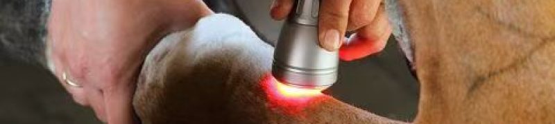 Equine_Laser_Therapy